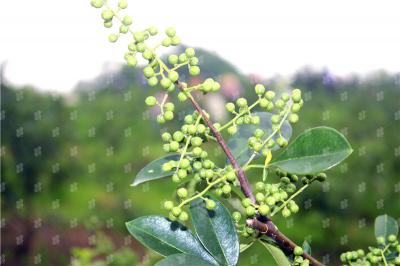 無(wú)刺花椒