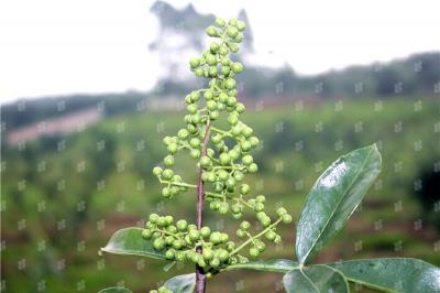 無(wú)刺花椒